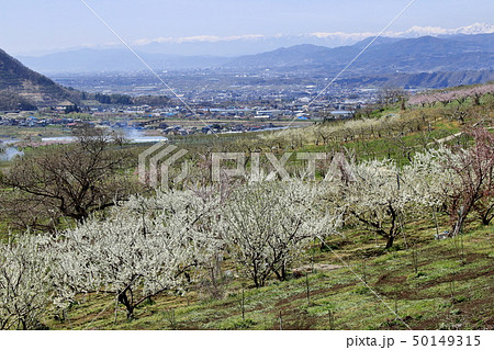 麗しき信州の風景 その201904 新春の畑 麗しき信州の風景 その201904 新春の畑 50149315