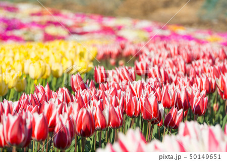 【愛知県】サンテガーデン　花祭り　サンテパルクたはら　　 50149651