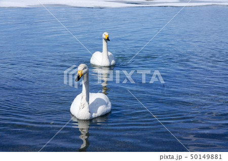 二羽のオオハクチョウ 50149881