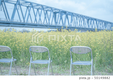 菜の花畑　パイプいす 50149882