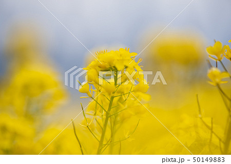 菜の花畑 50149883