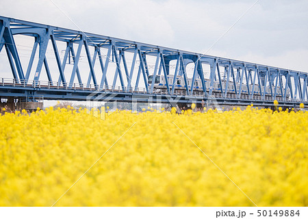 菜の花畑 電車 菜の花畑 電車 50149884