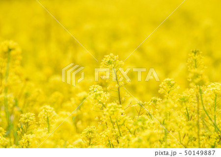 菜の花畑 50149887