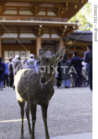 【奈良県】 奈良公園 鹿 【奈良県】 奈良公園 鹿 50150032