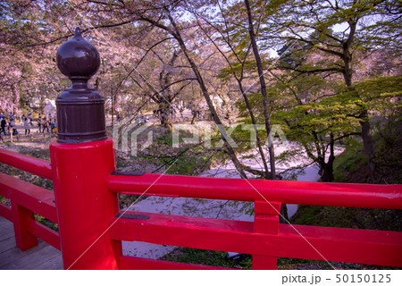 青森 弘前城の花筏 お濠に浮かんだ桜の花びら 赤い橋 下乗橋 青森 弘前城の花筏 お濠に浮かんだ桜の花びら 赤い橋 下乗橋 50150125