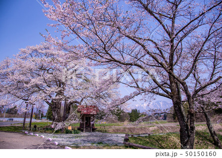 岩手県 雫石町 長山の弘法桜 小さな祠 雪の岩手山 岩手県 雫石町 長山の弘法桜 小さな祠 雪の岩手山 50150160