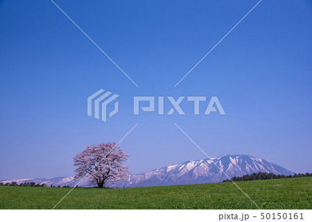 岩手県 小岩井農場 一本桜 岩手山 岩手県 小岩井農場 一本桜 岩手山 50150161