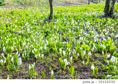秋田県 仙北市 刺巻湿原の水ばしょう群生 秋田県 仙北市 刺巻湿原の水ばしょう群生 50150330