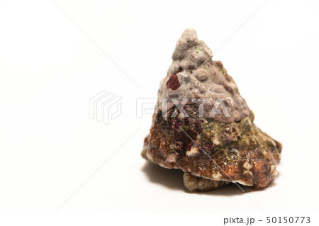 ウラウズガイ ウラウズガイ 50150773