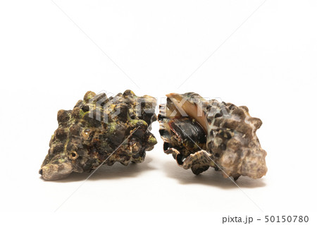 レイシガイ レイシガイ 50150780