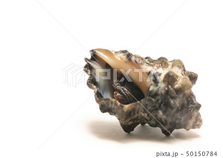 レイシガイ レイシガイ 50150784