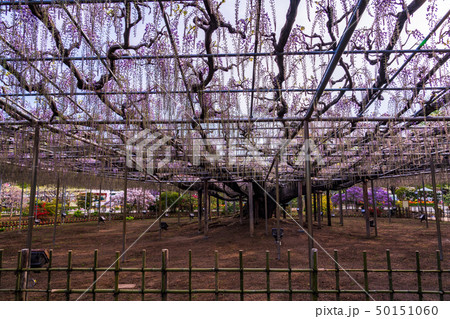 (栃木県)あしかがフラワーパーク 大藤の棚 (栃木県)あしかがフラワーパーク 大藤の棚 50151060