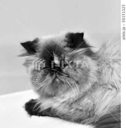 Portrait of a persian cat. 50151325