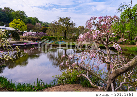 （栃木県）あしかがフラワーパーク　水辺の花壇 50151361