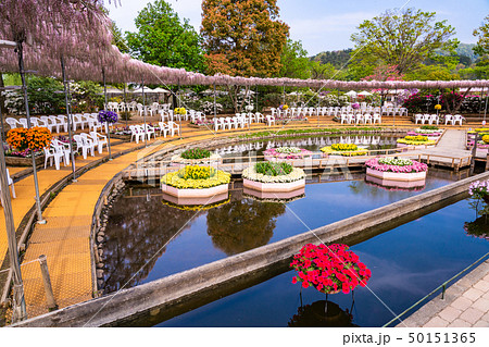 (栃木県)あしかがフラワーパーク 水辺の花壇 (栃木県)あしかがフラワーパーク 水辺の花壇 50151365