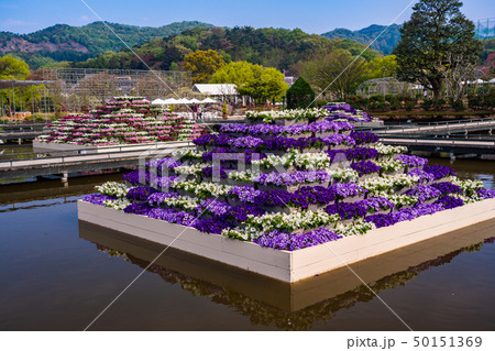 (栃木県)あしかがフラワーパーク 水辺の花壇 (栃木県)あしかがフラワーパーク 水辺の花壇 50151369