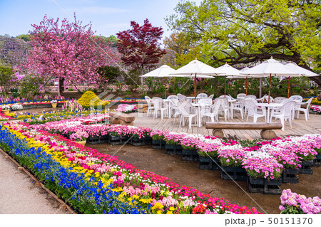 (栃木県)あしかがフラワーパーク 水辺の花壇 (栃木県)あしかがフラワーパーク 水辺の花壇 50151370