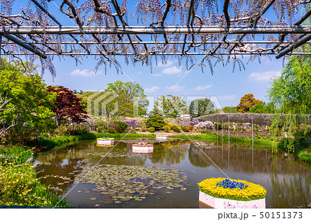 (栃木県)あしかがフラワーパーク 水辺の花壇 (栃木県)あしかがフラワーパーク 水辺の花壇 50151373