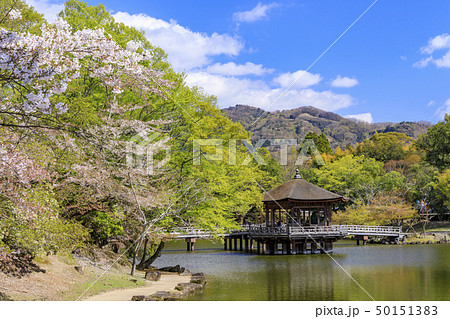 奈良公園 浮御堂 桜 鹿 奈良公園 浮御堂 桜 鹿 50151383