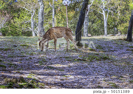 奈良公園　浮御堂　桜　鹿 50151389
