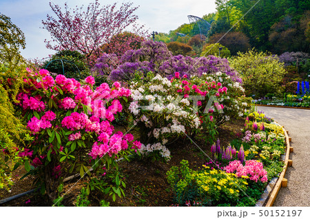 (栃木県)あしかがフラワーパーク 春 (栃木県)あしかがフラワーパーク 春 50152197