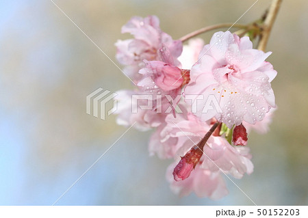 さくら7835 50152203