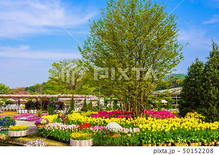 (栃木県)あしかがフラワーパーク 春 (栃木県)あしかがフラワーパーク 春 50152208