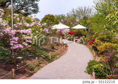 (栃木県)あしかがフラワーパーク 春 (栃木県)あしかがフラワーパーク 春 50152216