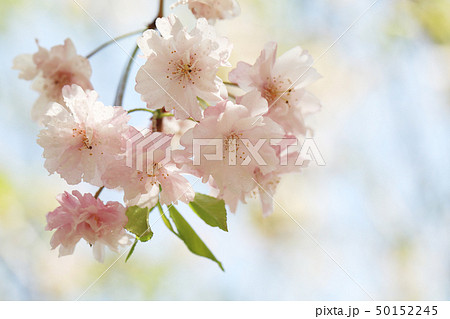 さくら8029 さくら8029 50152245