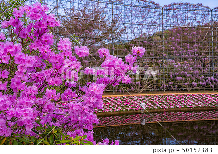 （栃木県）あしかがフラワーパーク　むらさき藤のスクリーン 50152383