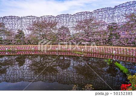 （栃木県）あしかがフラワーパーク　むらさき藤のスクリーン 50152385