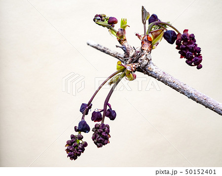 アケビ9 アケビ9 50152401