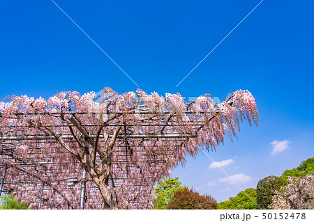 （栃木県）あしかがフラワーパーク　藤棚と空 50152478