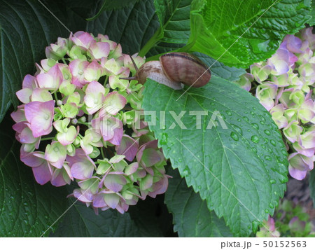 雨のアジサイとカタツムリ 50152563