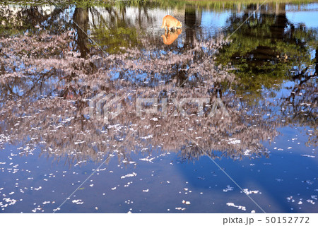 浅い池にいる猫と桜の写り込み 50152772