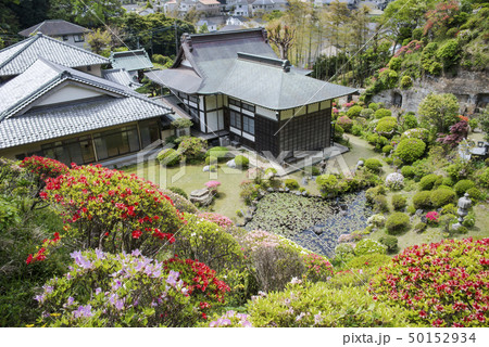 仏行寺のツツジ（鎌倉市笛田） 50152934