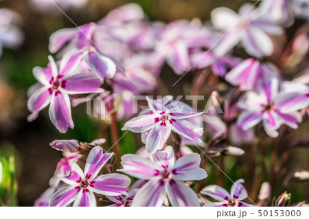 芝桜 芝桜 50153000