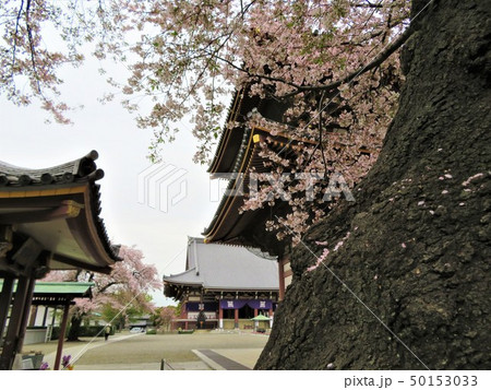東京都大田区池上本門寺　大堂 50153033