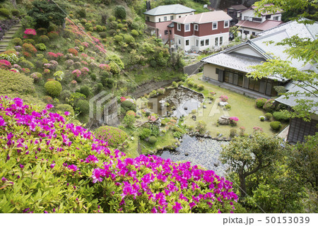 仏行寺のツツジ（鎌倉市笛田） 50153039