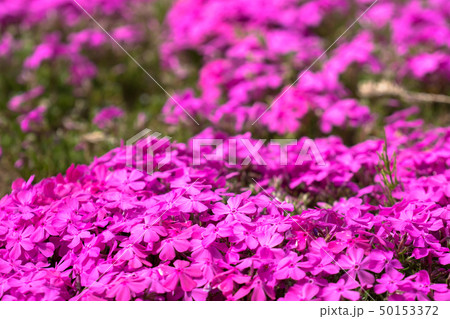 芝桜 50153372