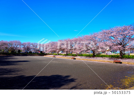 青空と満開のサクラ 50153375