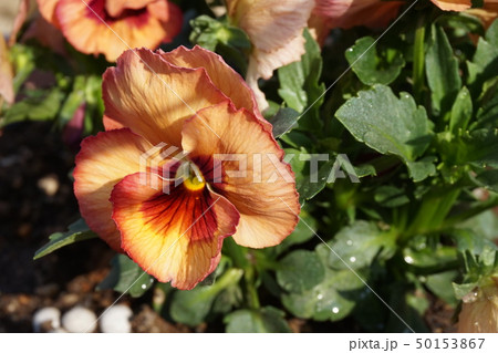 パンジー 50153867