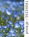 花の国のネモフィラ 50154041