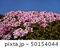 青空とツツジ 50154044