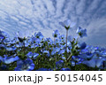 花の国のネモフィラ 50154045