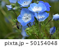 ネモフィラと蜂 50154048