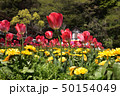 花の国のチューリップ 50154049