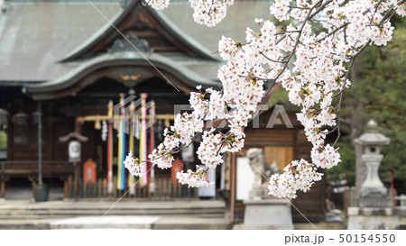 福井 桜 50154550
