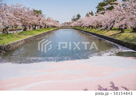 花咲く鶴岡公園 50154843