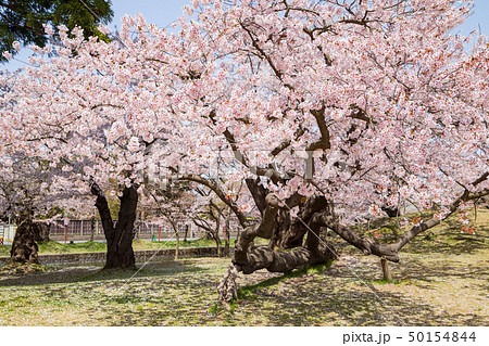 花咲く鶴岡公園 50154844